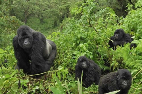bwindi