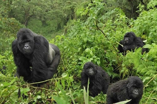 gorillas