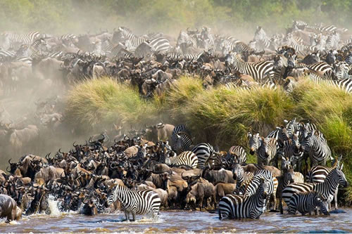masai mara