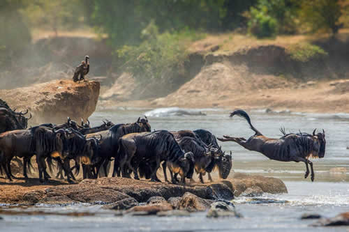 serengeti
