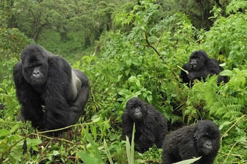 bwindi