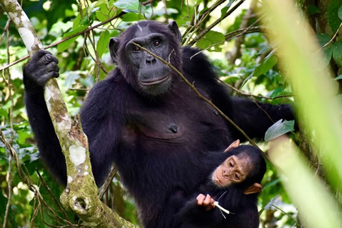 kibale