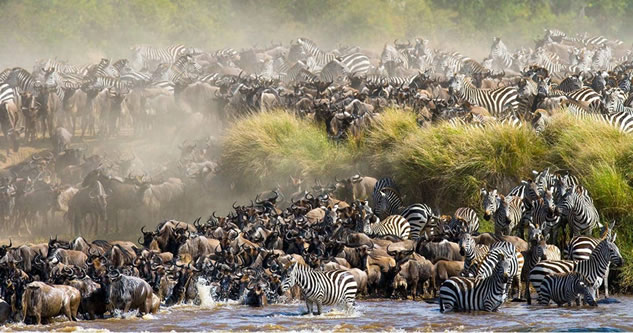 masai mara
