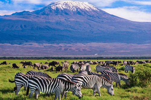 kilimanjaro