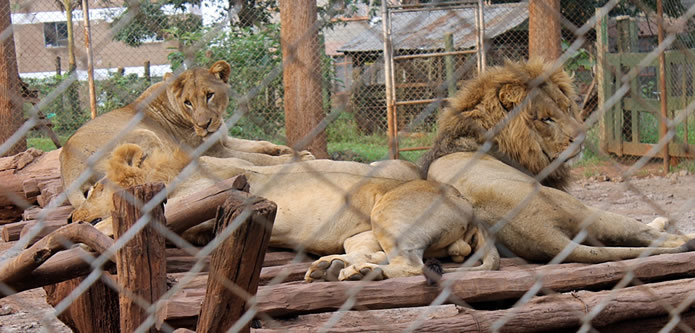 nairobi animal orphanage