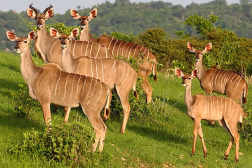 ruaha national park