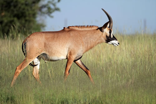 ruma national park