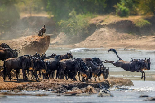 serengeti