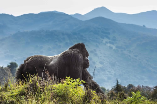 volcanoes rwanda